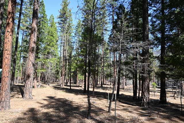 00000 Pine Shadows