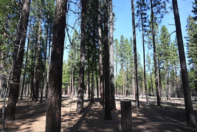 00000 Pine Shadows Road