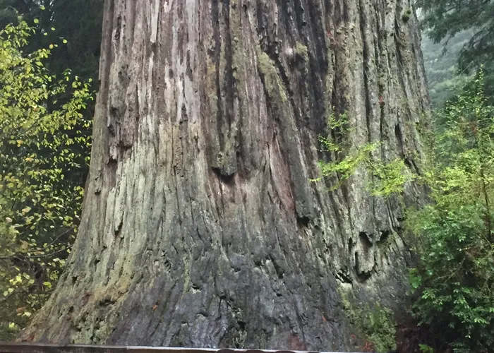 Old-growth redwood trunk
