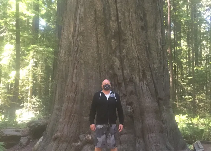 A person dwarfed by a redwood