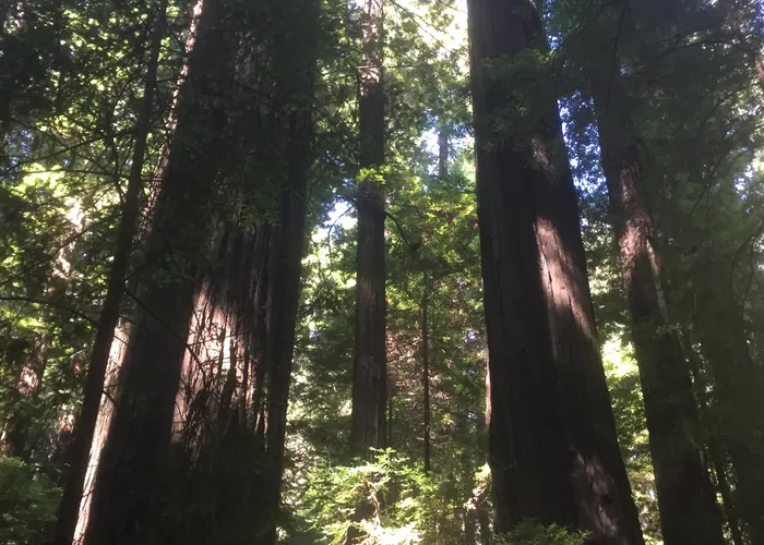 Looking up the redwood canopy