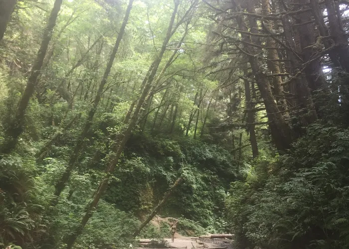 The Avenue of the Giants road