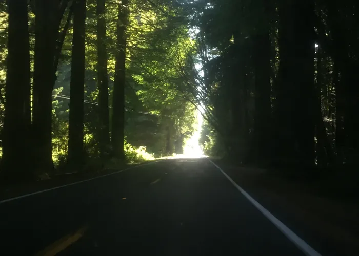 Driving through the redwoods