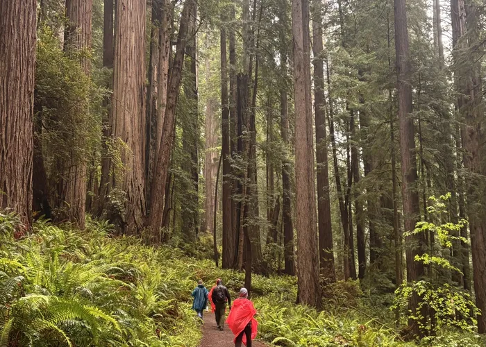 Fern-lined redwood trail