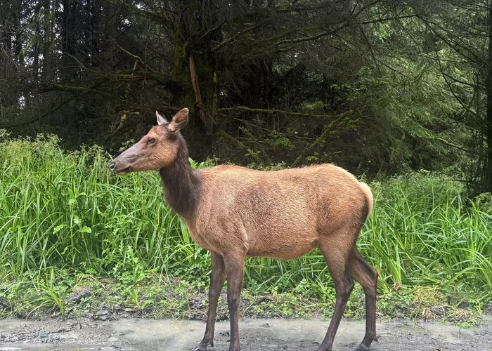 Roosevelt elk at Prairie Creek