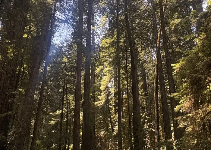 Sun through the redwood canopy