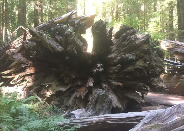 A fallen giant's root ball