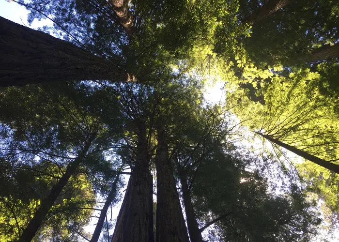 Light in the upper canopy