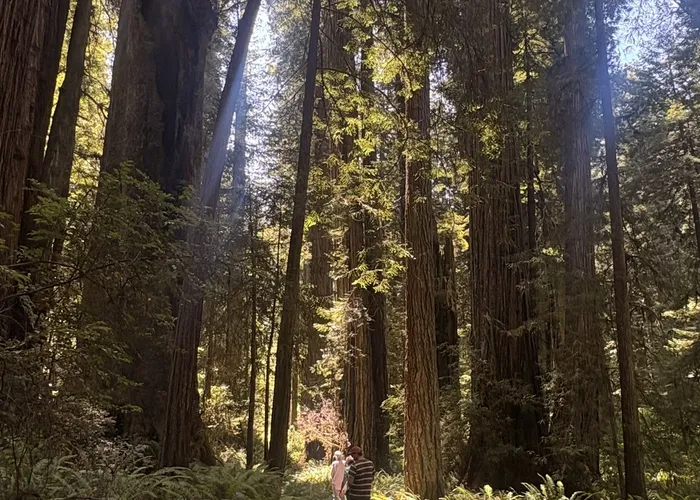 Trail through the old growth