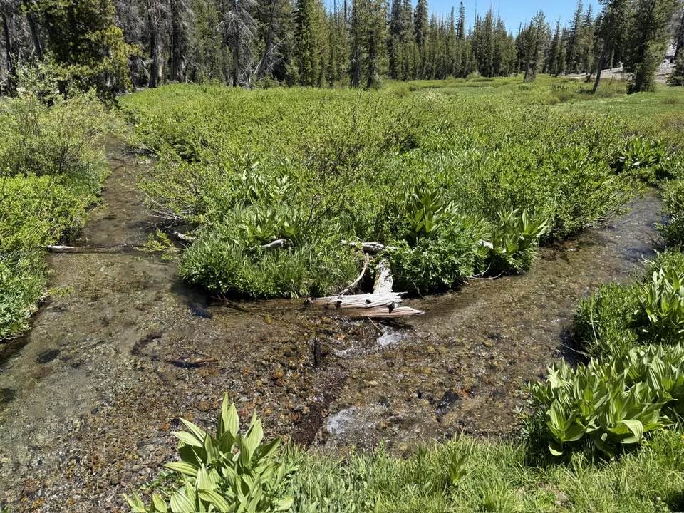 A clear creek winding through Kings Creek Meadow with corn lily in Lassen Volcanic National Park