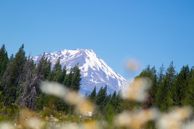 Mt. Shasta