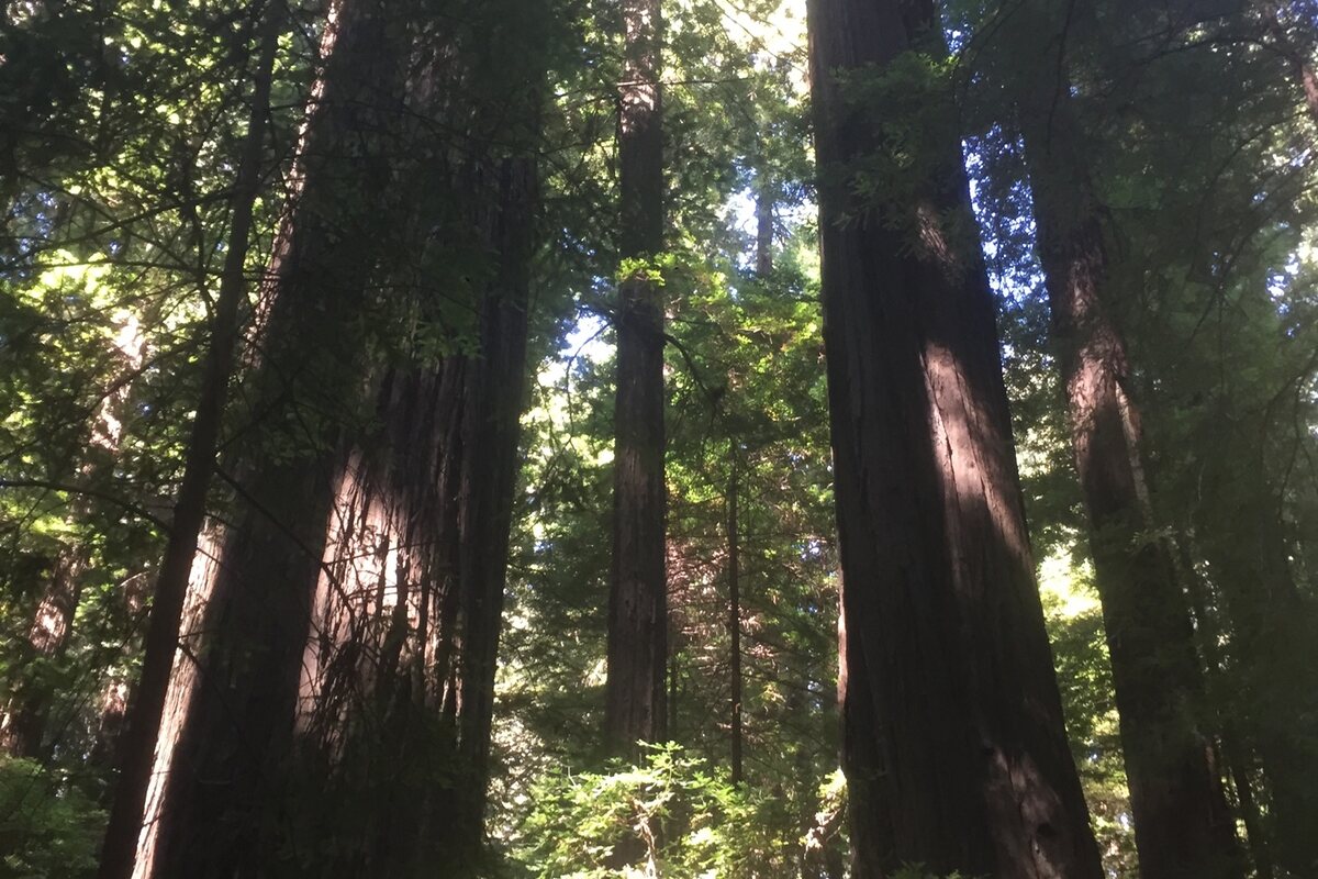 Old-growth coast redwoods on the Avenue of the Giants, Humboldt County, California