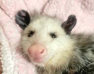 An opossum on a blanket, from the Wildlife Appreciation event listing